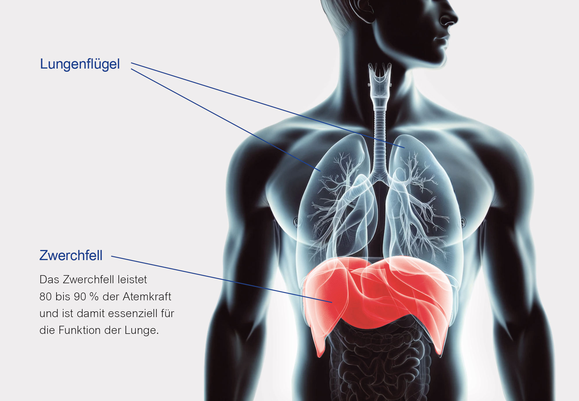 Atmung ist zentraler Baustein für Gesundheit, Regeneration + Stressbewältigung.