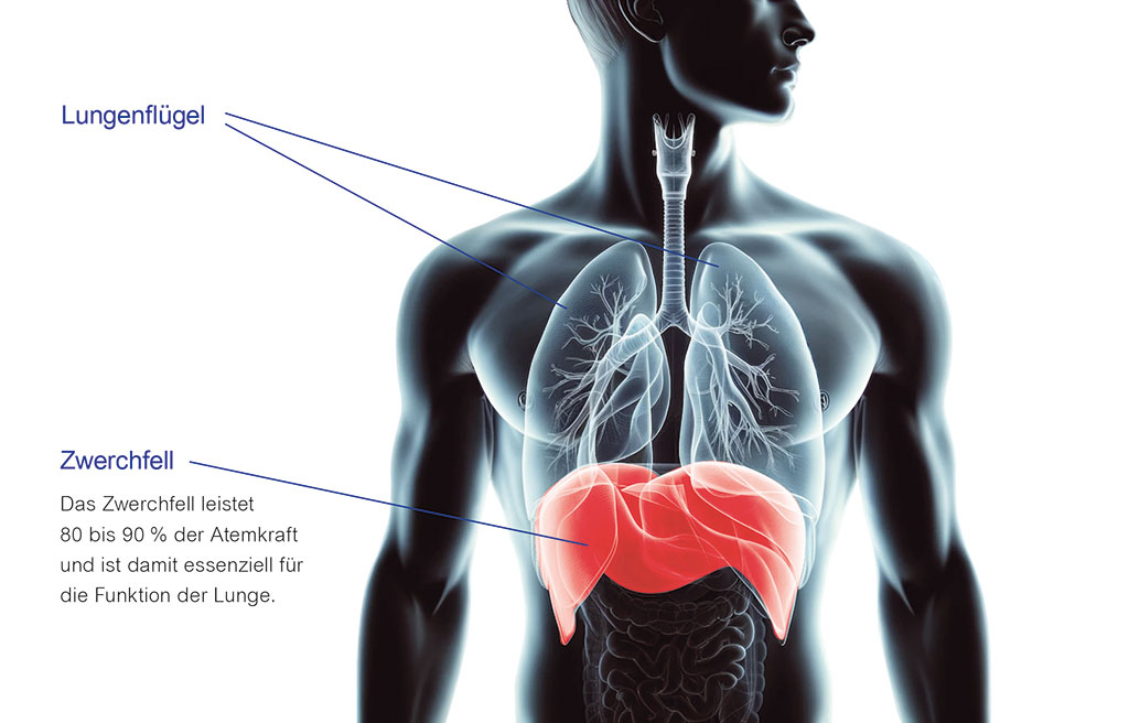lugenfluegel zwerchfell darstellung