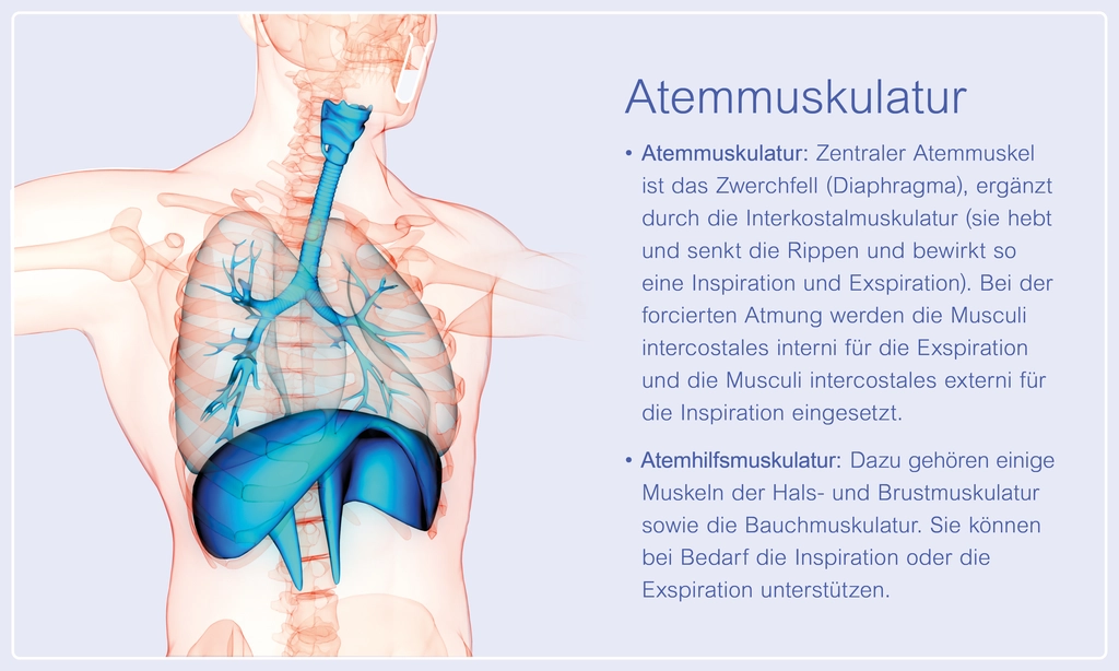 atemmuskulatur atemhilfsmuskulatur
