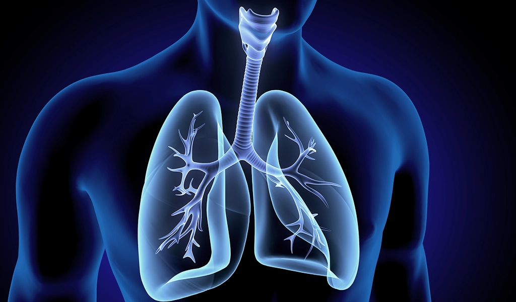 Abbildung des menschlichen Atmungssystems. Luftröhre, Bronchien und Lungen sind auf dunklem Hintergrund dargestellt.