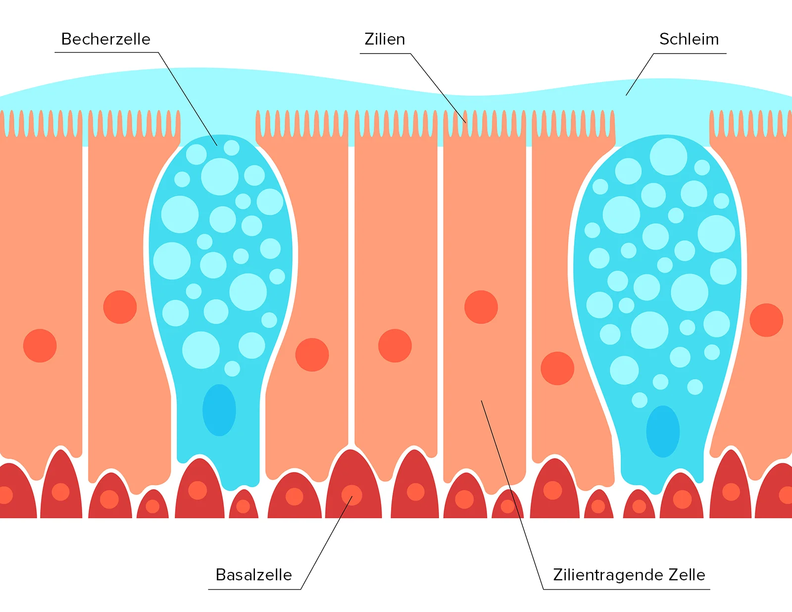 nasenepithel schematische darstellung