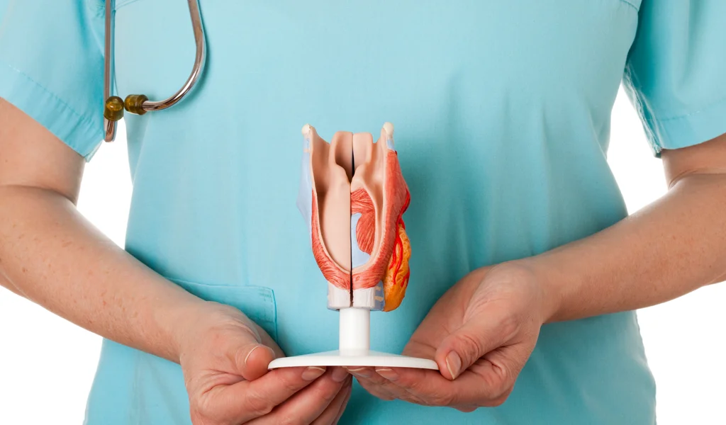 Medizinerin hält Modell eines menschlichen Kehlkopfes in ihren Händen