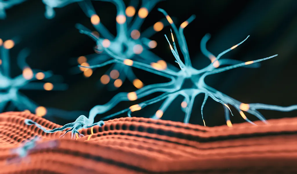 3D-Illustration der neuromuskulären Verbindungen