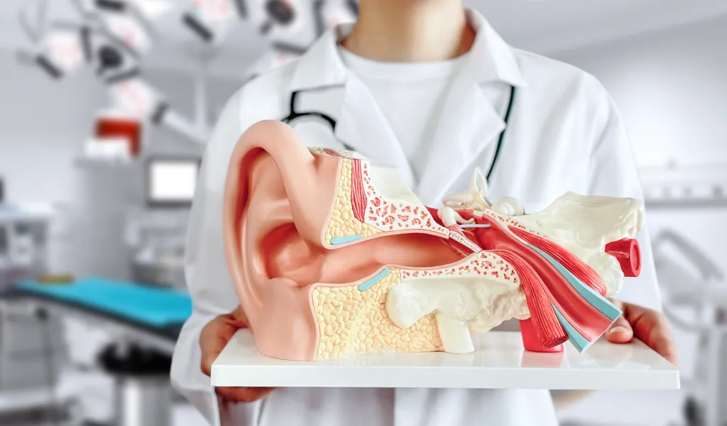 Arzt zeigt ein 3D-Modell des menschlichen Gehörs